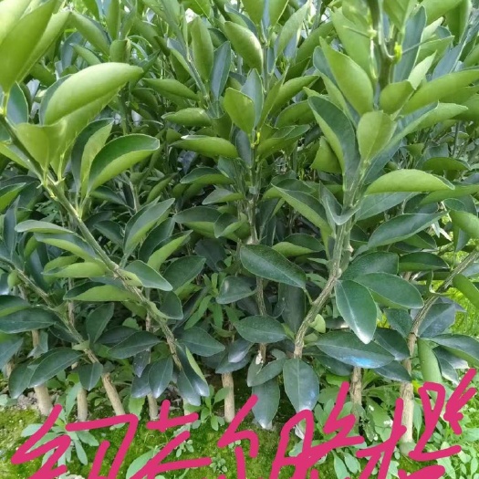 荔浦市纽荷尔脐橙苗，自产自销、全场包邮