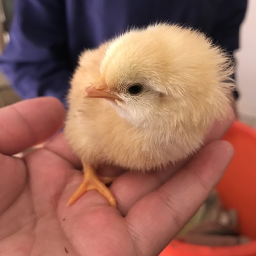 青阳县土鸡种蛋 皖南精品种蛋孵化率出壳率高可孵化小鸡土鸡