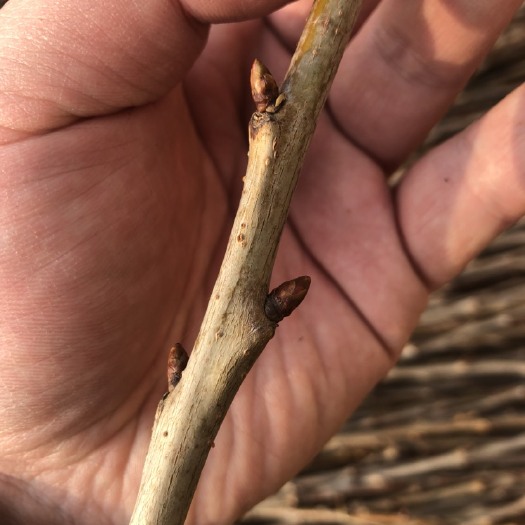肥城市甜樱桃苗 齐早接穗，品种保证，假一赔十。目前露地最早成熟甜品种！