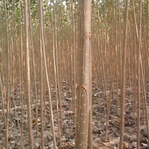 济宁 山东济宁任城区杨树苗107，本地苗圃；批量种植
