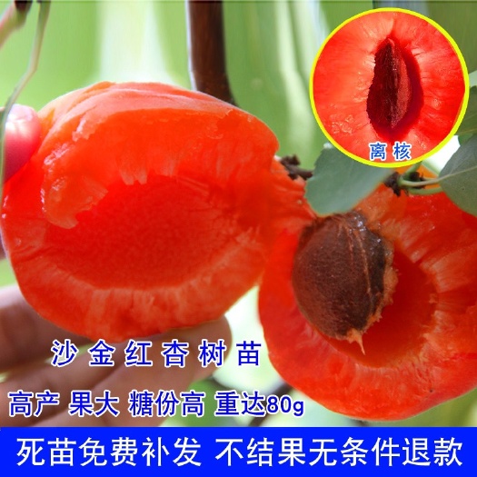 平邑县 沙金杏红杏树苗  基地直销 优质一级苗 包邮包成活