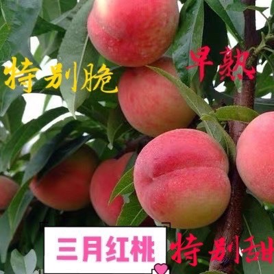 上海桃树苗  早熟三月红桃苗树特大脆甜嫁接