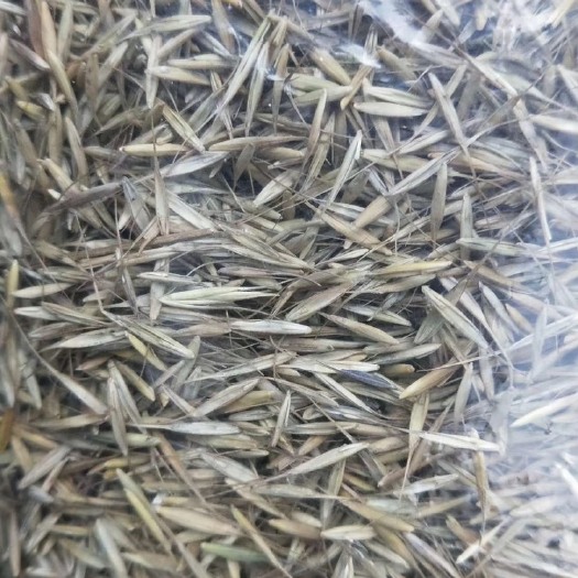 披碱草种子，产品极好，质量保证