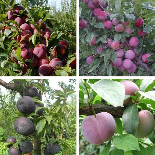 苍溪县脆红李苗 品种纯根系好，当年挂果大苗粗度2公分以上