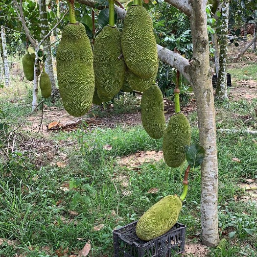 辉南县 长期供应海南菠萝蜜
