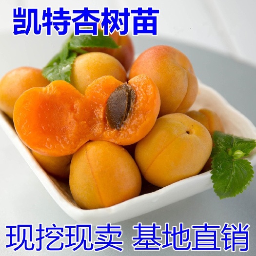 平邑县 凯特杏树苗  基地直销 优质一级苗 包邮包成活