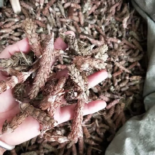 玉林夏枯草 批发中药材夏枯球  棒槌草