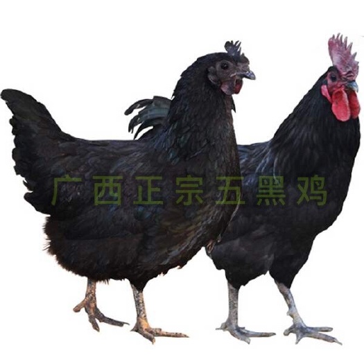 南宁 五黑一绿鸡苗  公  包打疫苗  包运途损失