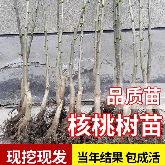 沭阳县 核桃苗8518嫁接苗薄皮核桃树幼苗南方北方种植当年结果四季果