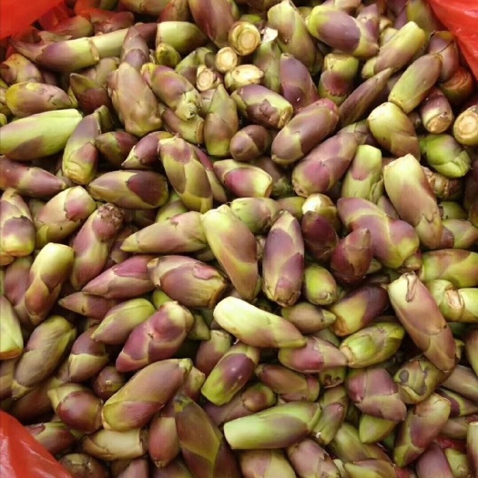 漳县刺老芽苗 出售乌龙头苗，野菜是养生佳品、价格高、出售苗包括各种技术支持