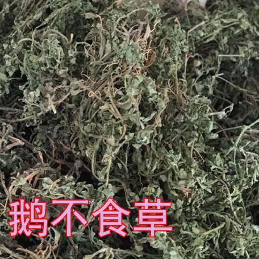  批发中药材鹅不食草 无硫新货鹅不食草保证质量