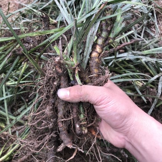 安徽石菖蒲品种，带播种方法