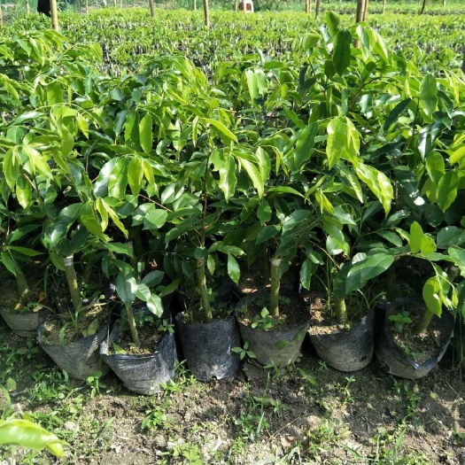 东莞市 第一代嫁接奇楠沉香树苗<品种纯正假一赔十>