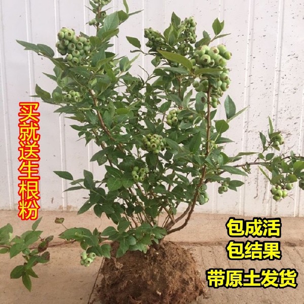 薄雾蓝莓苗 果子大，产量高，味道爽口，原土发货