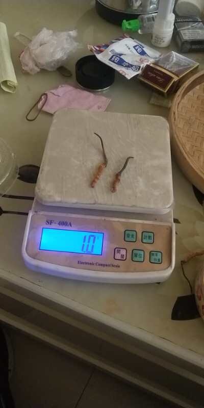 上海 正品冬虫夏草，质量保证。