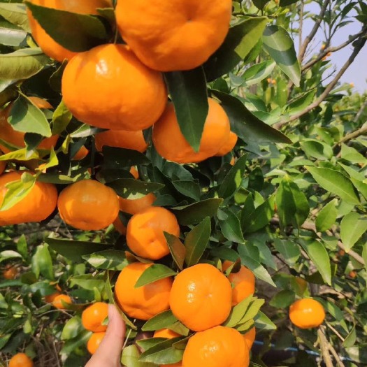 賀州柑桔  廣西賀州正宗 南瓜桔 馬水桔 一手貨源 產(chǎn)量充足