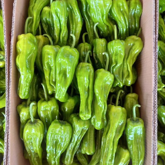 芜湖椒  精品薄皮青椒，荡椒三号大量有货，质量保证，产地直销