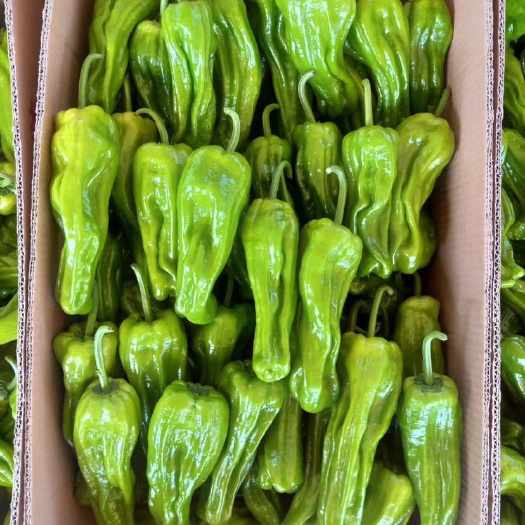 兰陵县芜湖椒  精品薄皮青椒，荡椒三号大量有货，质量保证，产地直销