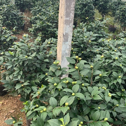 漳平市 香妃茶花