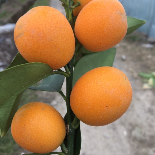 台州1️⃣年脆皮金桔苗带果