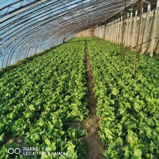 固安县 自家大量生菜