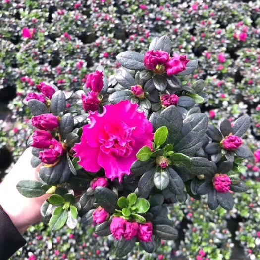  紫花杜鹃袋苗带花发货应性较强 耐干旱根系发达花大色艳多花苞