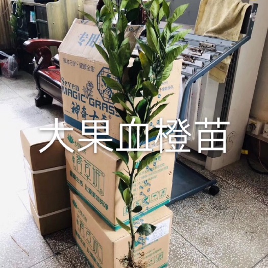 樟树市血橙苗根须发达粗壮果大产量高基地直供可视频看货