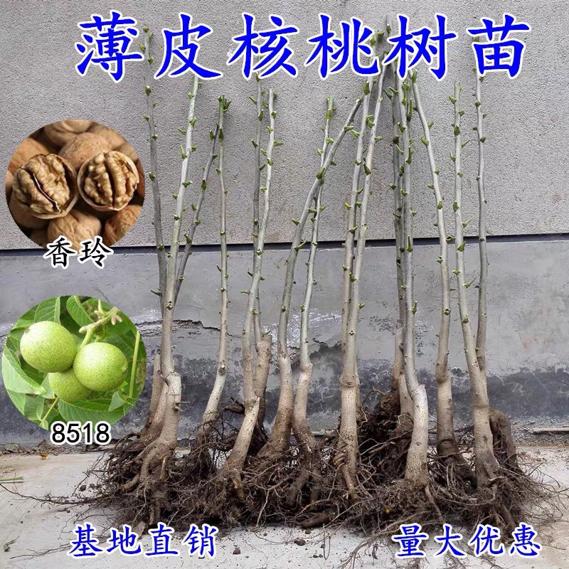  核桃苗8518嫁接苗薄皮核桃树幼苗南方北方种植当年结果四季果