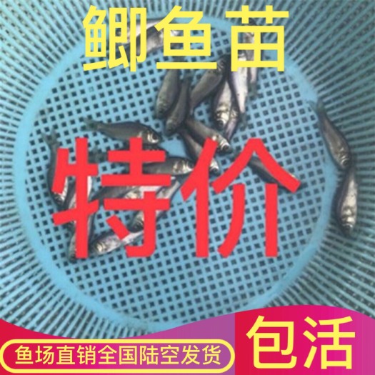 广州 中科三号 中科五号鲫鱼苗 白鲫鱼苗 活体