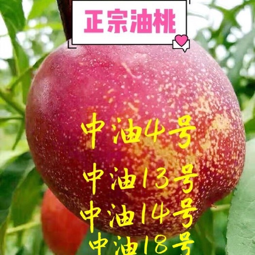 上海中油18油桃 正油桃中油4、13、14、18号嫁接树苗南方北