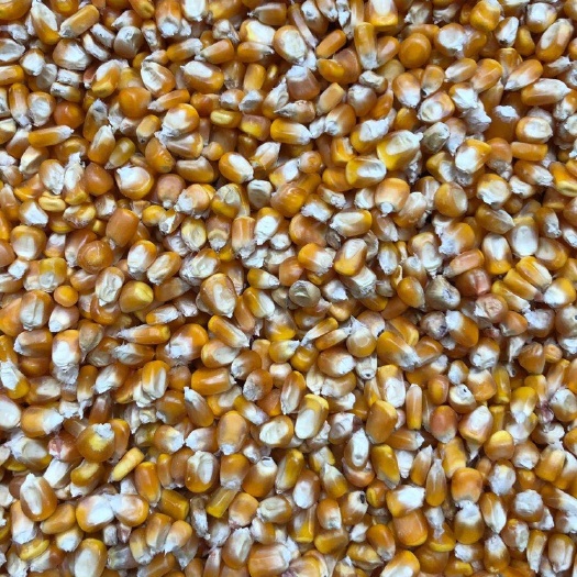 开远市 大量提供优质玉米及玉米芯
