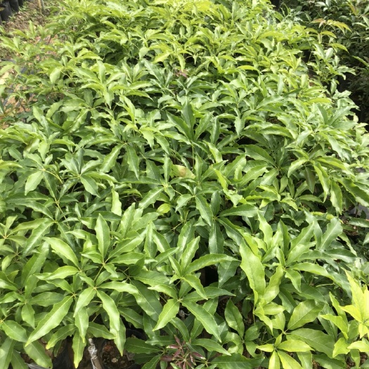 佛山白柿苗 冰淇淋果（白柿）