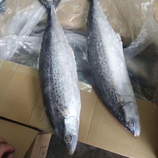 汕尾 马鲛鱼
