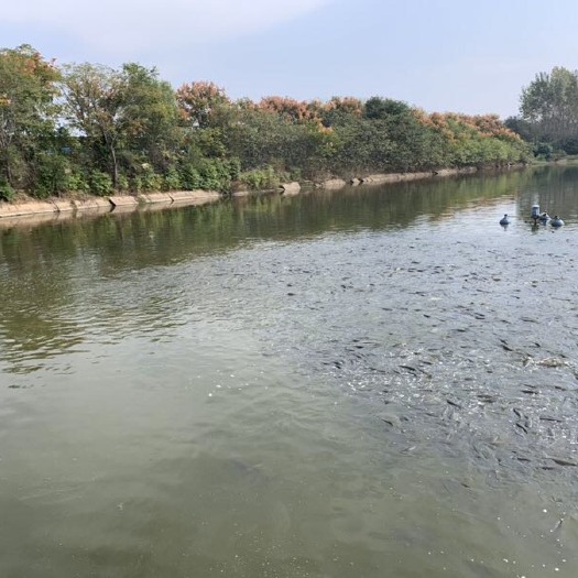 罗山县花白鲢 花鲢