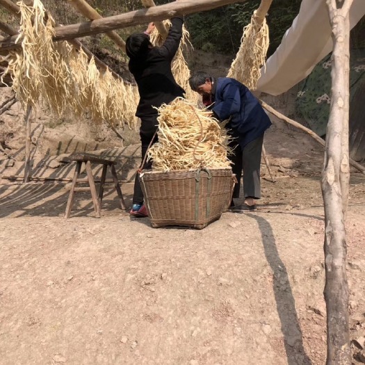 成都 川明参 今年新货 沙参大量新货