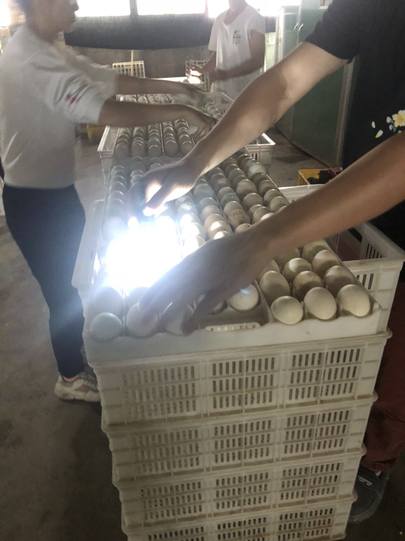 杂交鸭苗  厂价批发～专业孵化大品种～欢迎来厂参观～发往全国