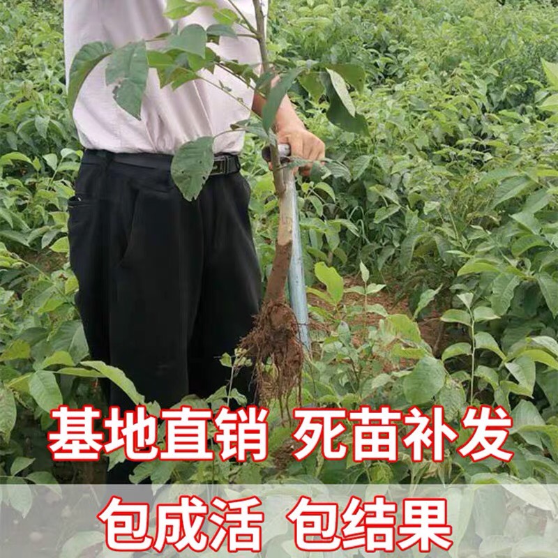  核桃苗8518嫁接苗薄皮核桃树幼苗南方北方种植当年结果四季果