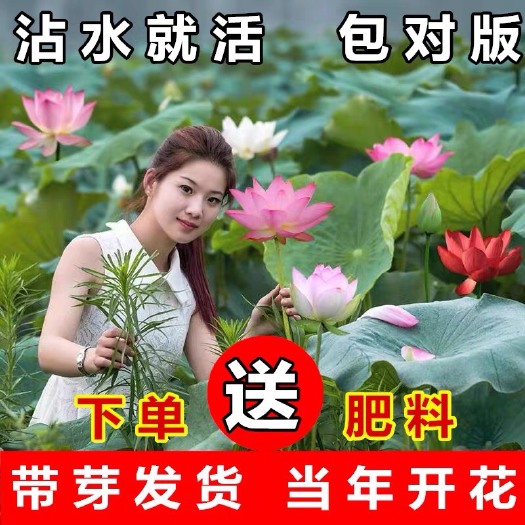 沭阳县 食用深水莲藕种根苗 藕苗 观赏 荷花苗 高产浅水莲藕种苗脆藕