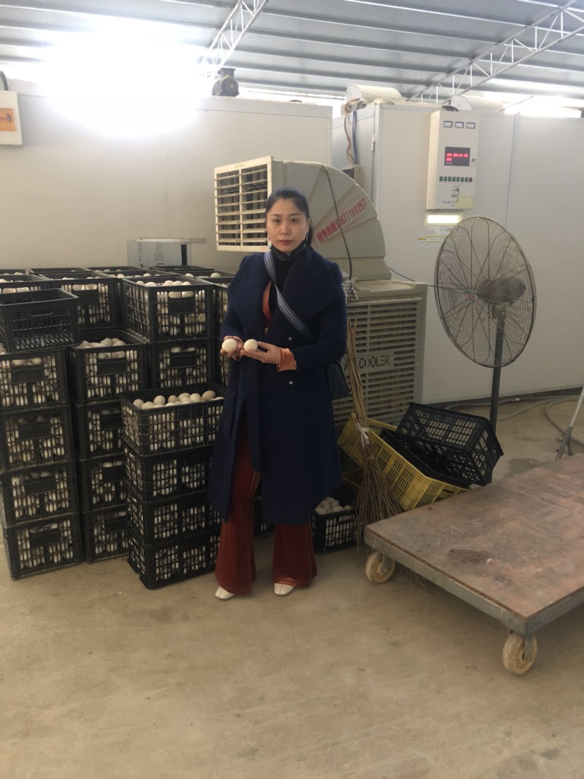 杂交鸭苗  厂价批发～专业孵化大品种～欢迎来厂参观～发往全国