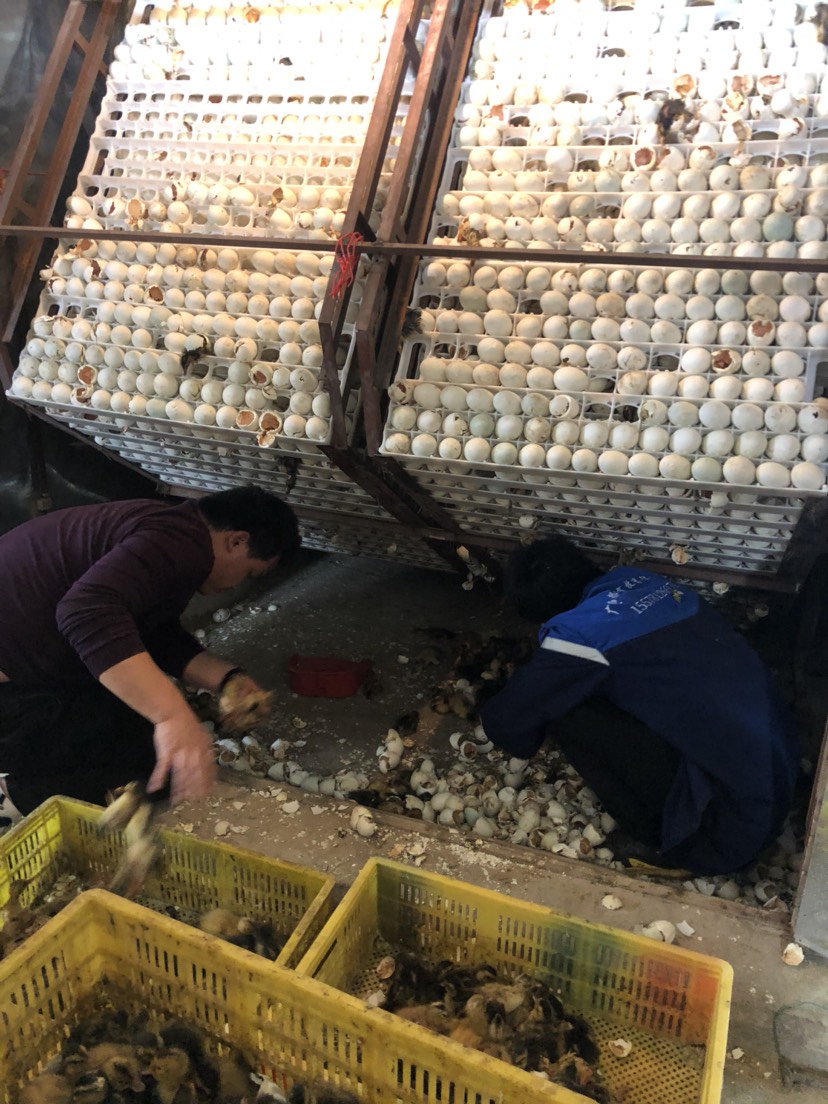杂交鸭苗  厂价批发～专业孵化大品种～欢迎来厂参观～发往全国