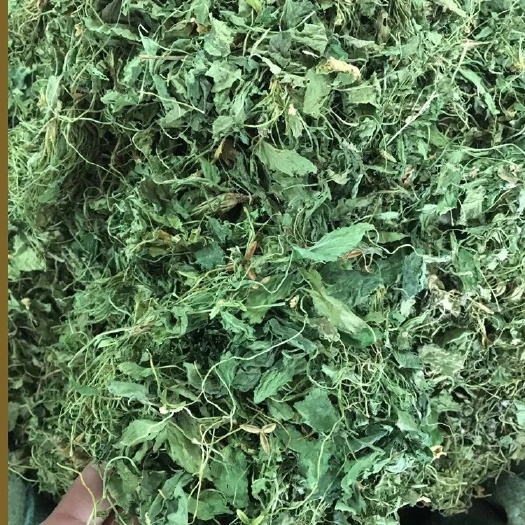  批发 紫花地丁 草苦地丁草 铧头草 光瓣堇菜犁头草