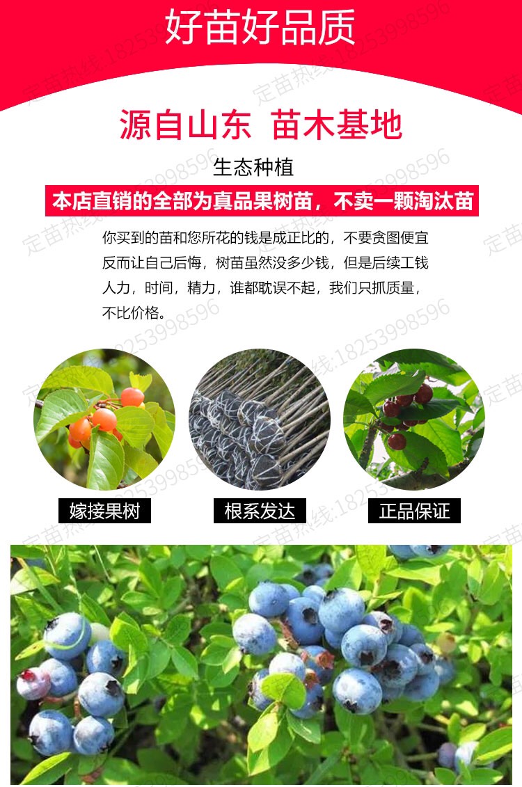 薄雾蓝莓苗 果子大，产量高，味道爽口，原土发货