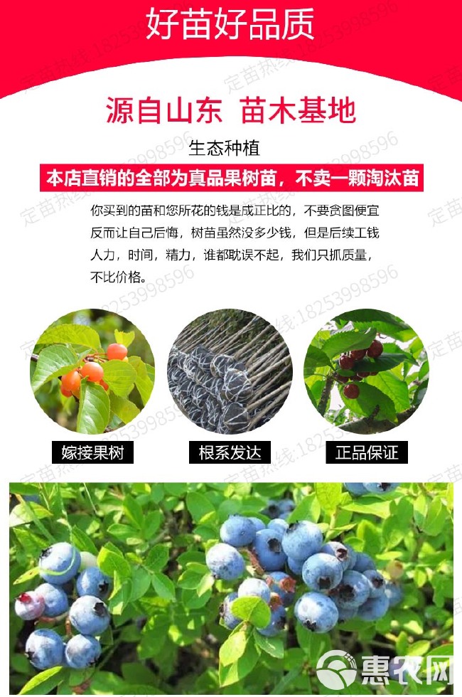 薄雾蓝莓苗 果子大，产量高，味道爽口，原土发货