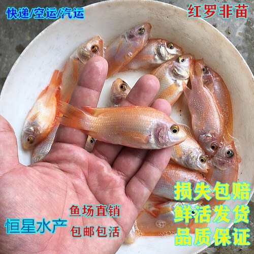 广州红罗非鱼苗 纯种 快大种