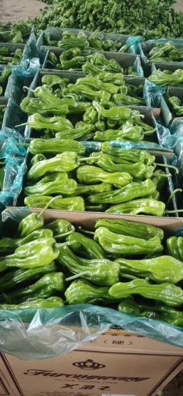 芜湖椒  精品薄皮青椒，荡椒三号大量有货，质量保证，产地直销