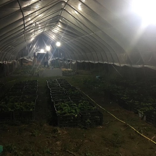 环江县 大量供应黄金百香果苗