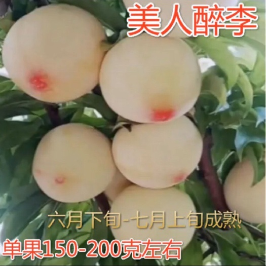 平邑县红美人李子苗  美人醉李子苗新品种嫁接苗正品适宜南北方种植