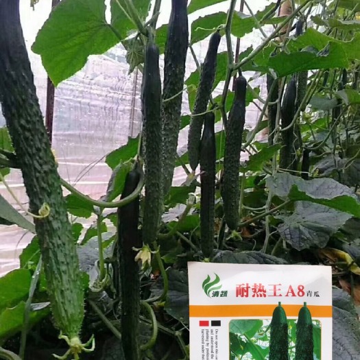 英德市青瓜种子黄瓜种子热王A8青瓜种子瓜直短柄