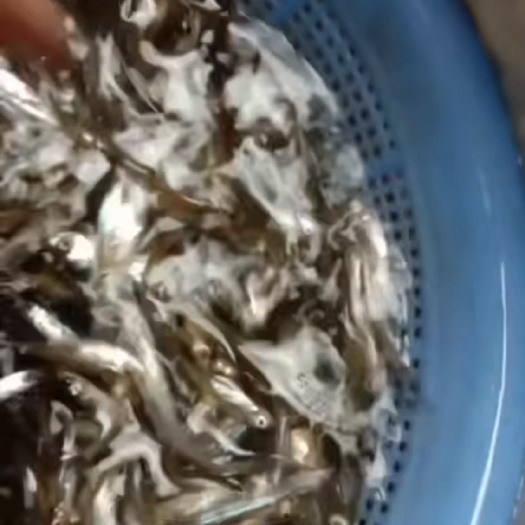 湖州 5-8公分翘嘴白鱼苗。全国快递。保成活率，顺丰快递。