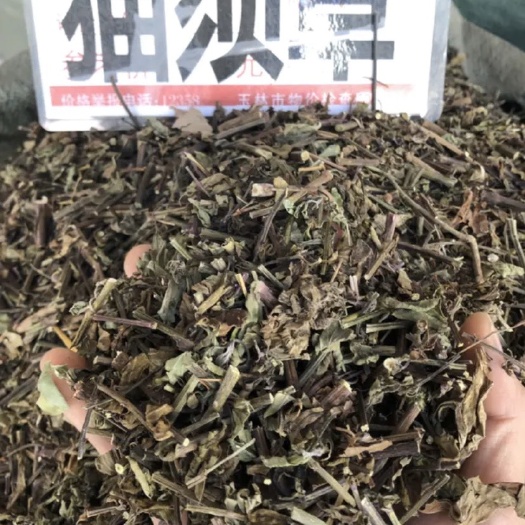 玉林 猫须草